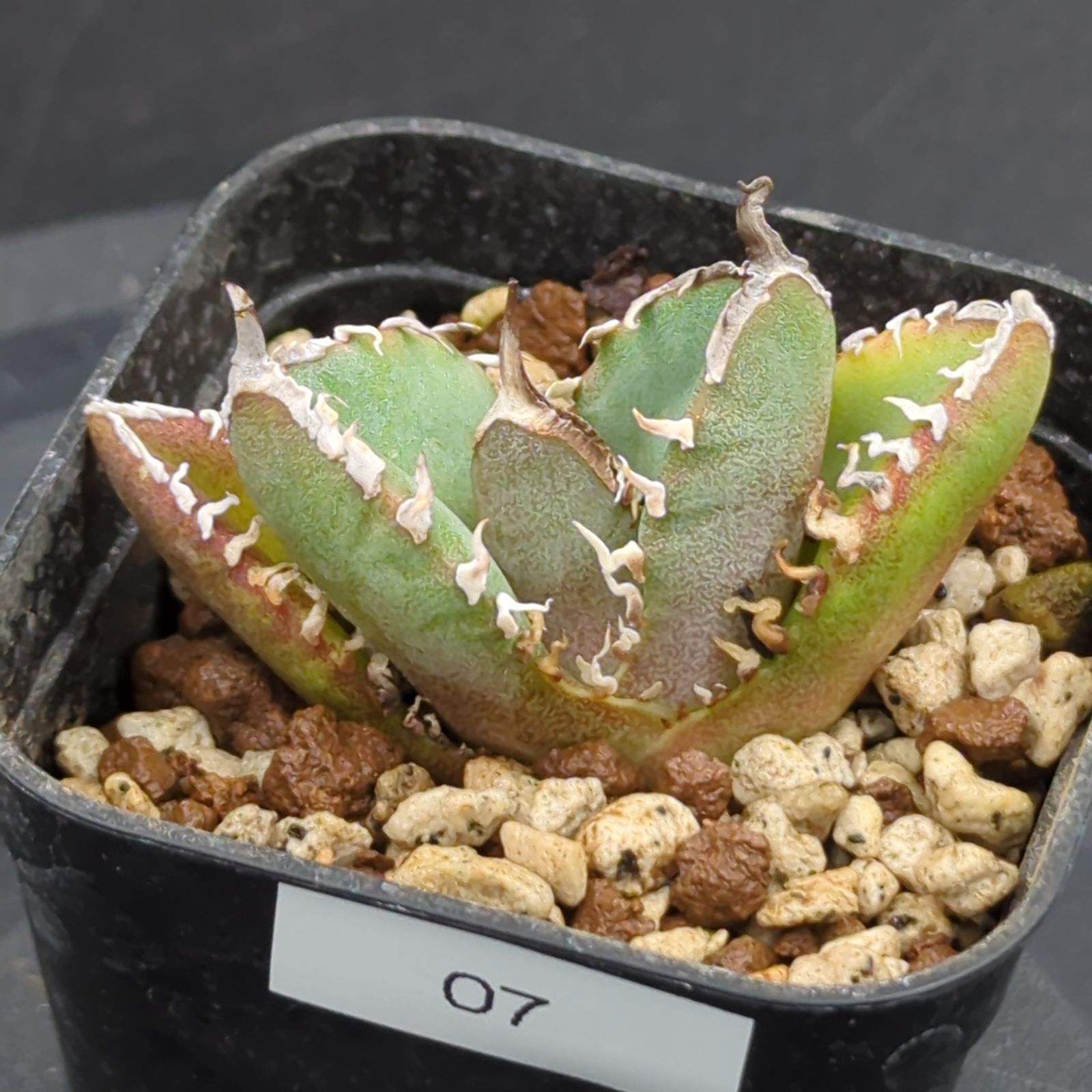 アガベ チタノタ 南アフリカダイヤモンド SAD 子株（Agave titanota