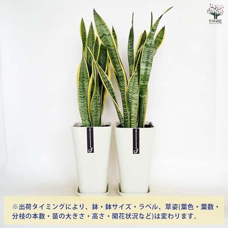 ‘Laurentii’ リュウゼツラン科サンセベリア属