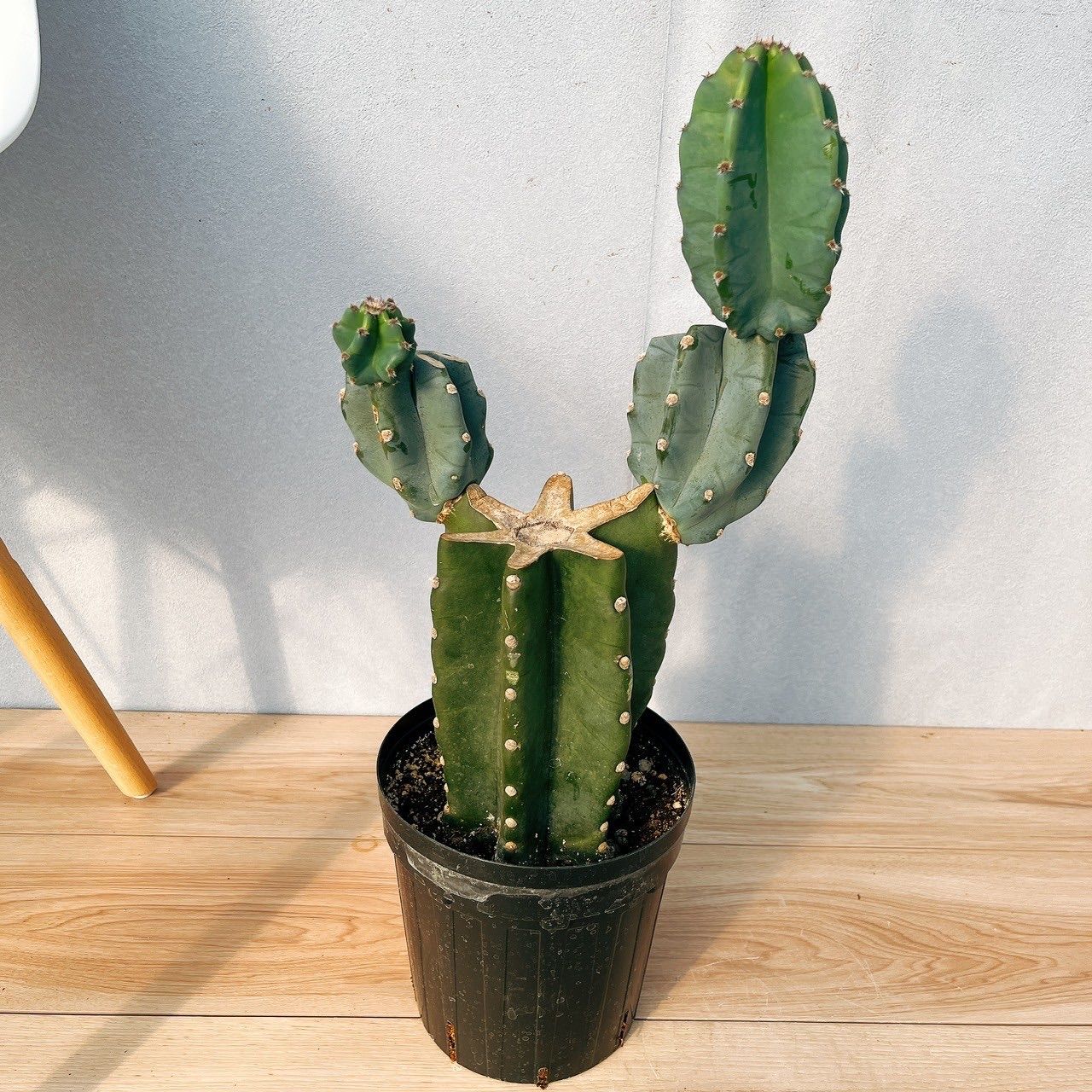 在庫］柱サボテン 鬼面角 ブランチ 6号 観葉植物 室内 大型 おしゃれ