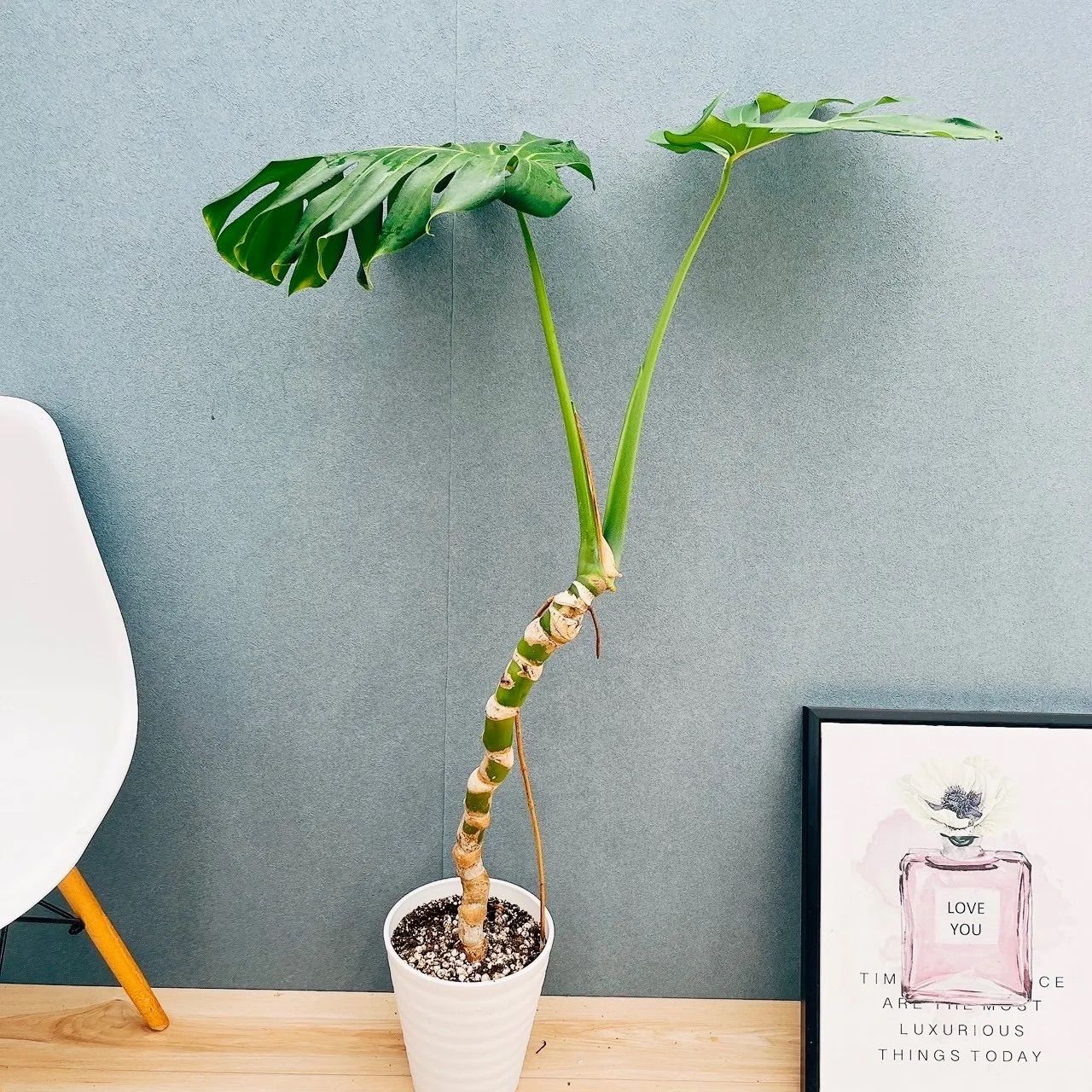 新作 子鹿 38explor × BEEL コラボ 38灯 BeerMIYABI 50個限定