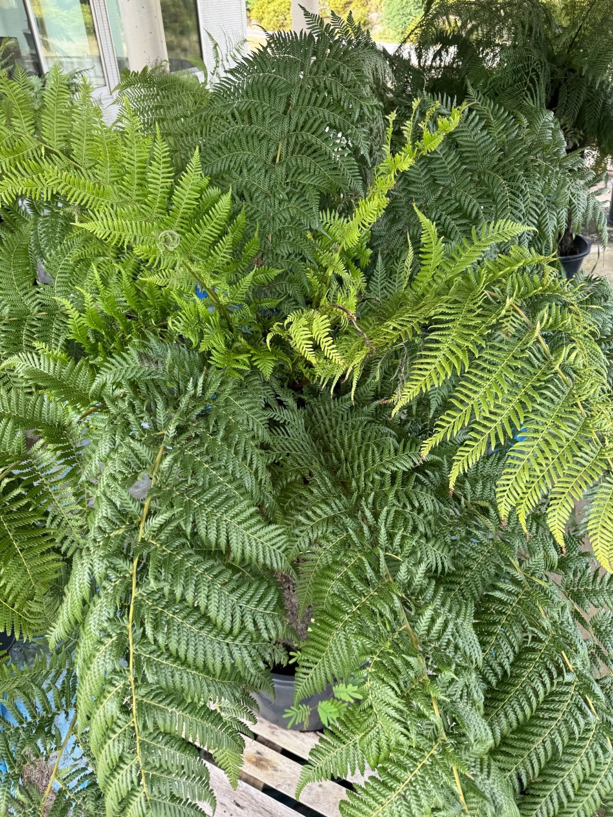 引取限定】タスマニア産(タグ付き) ディクソニア アンタルクティカ 2