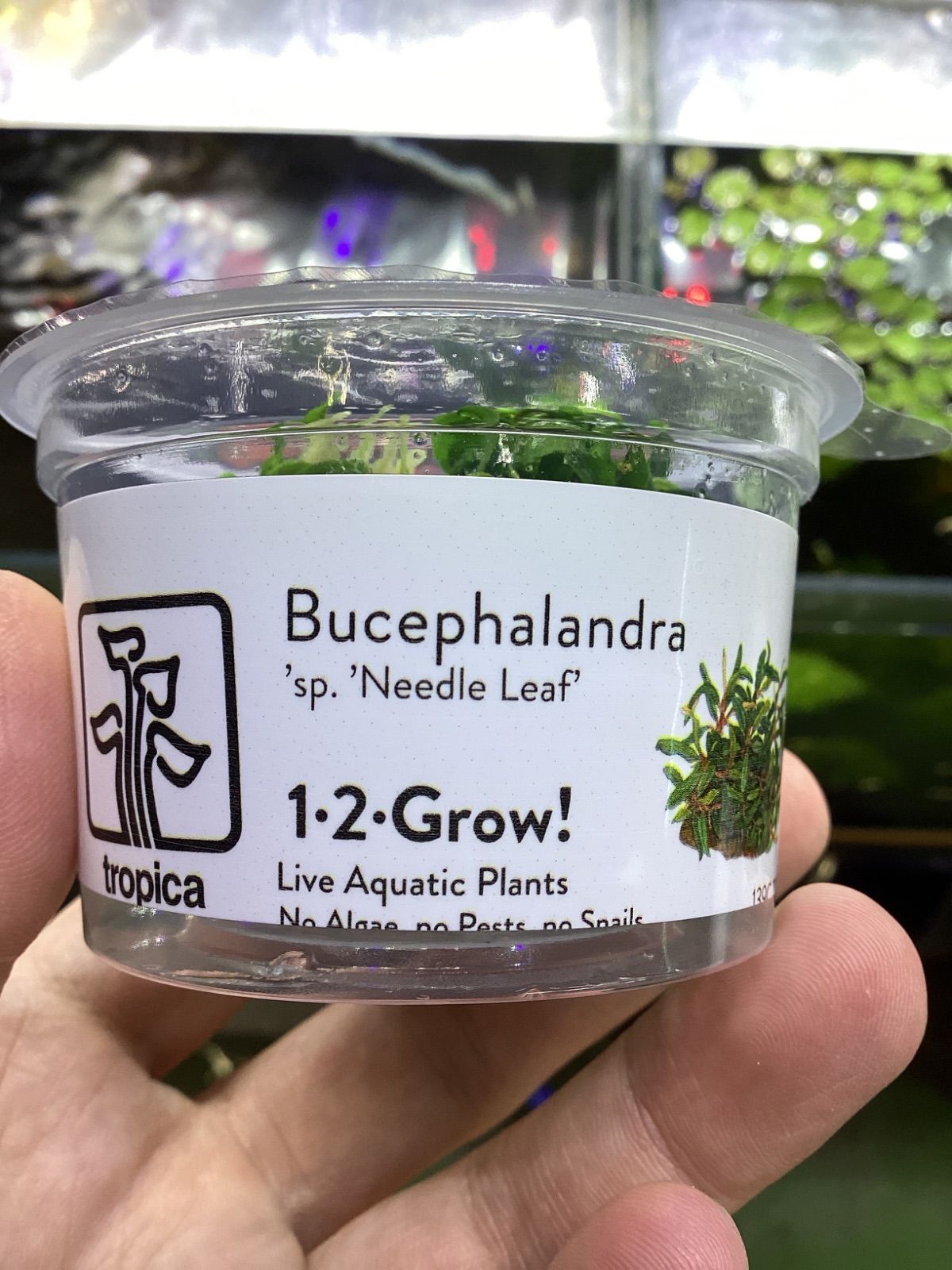 ブセファランドラ sp. ニードルリーフ 組織培養 トロピカ社 Bucephalandra sp. ‘Needle Leat’