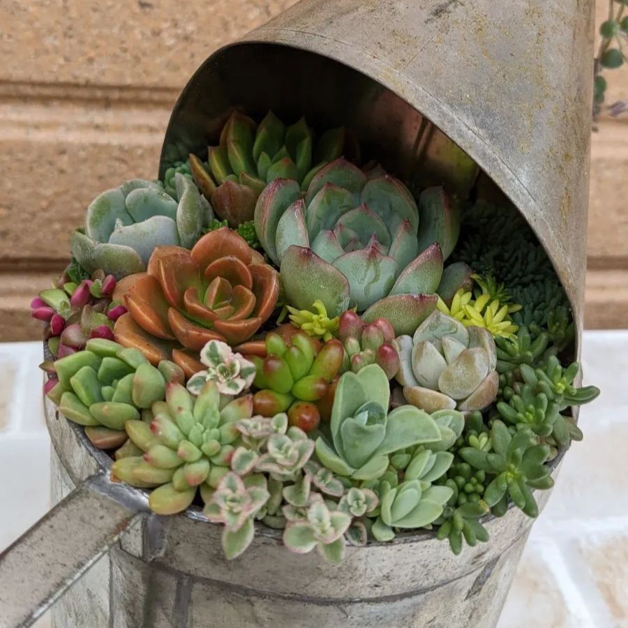 ★多肉植物　寄せ植え〜ブリキ　ハット寄せ〜★ 多肉植物 寄せ植え〜ブリキ ハット寄せ〜（専用多肉植物の寄せ