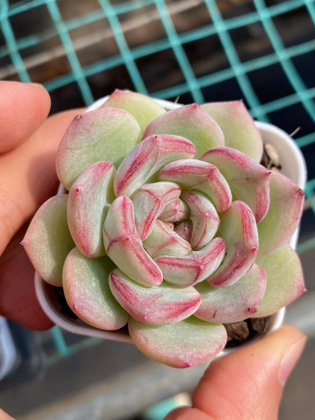 ユッカ　ロストラータ【24-435】５頭株 ユッカ ロストラータ【24-435】5頭株 ユッカ ロストラータ【24