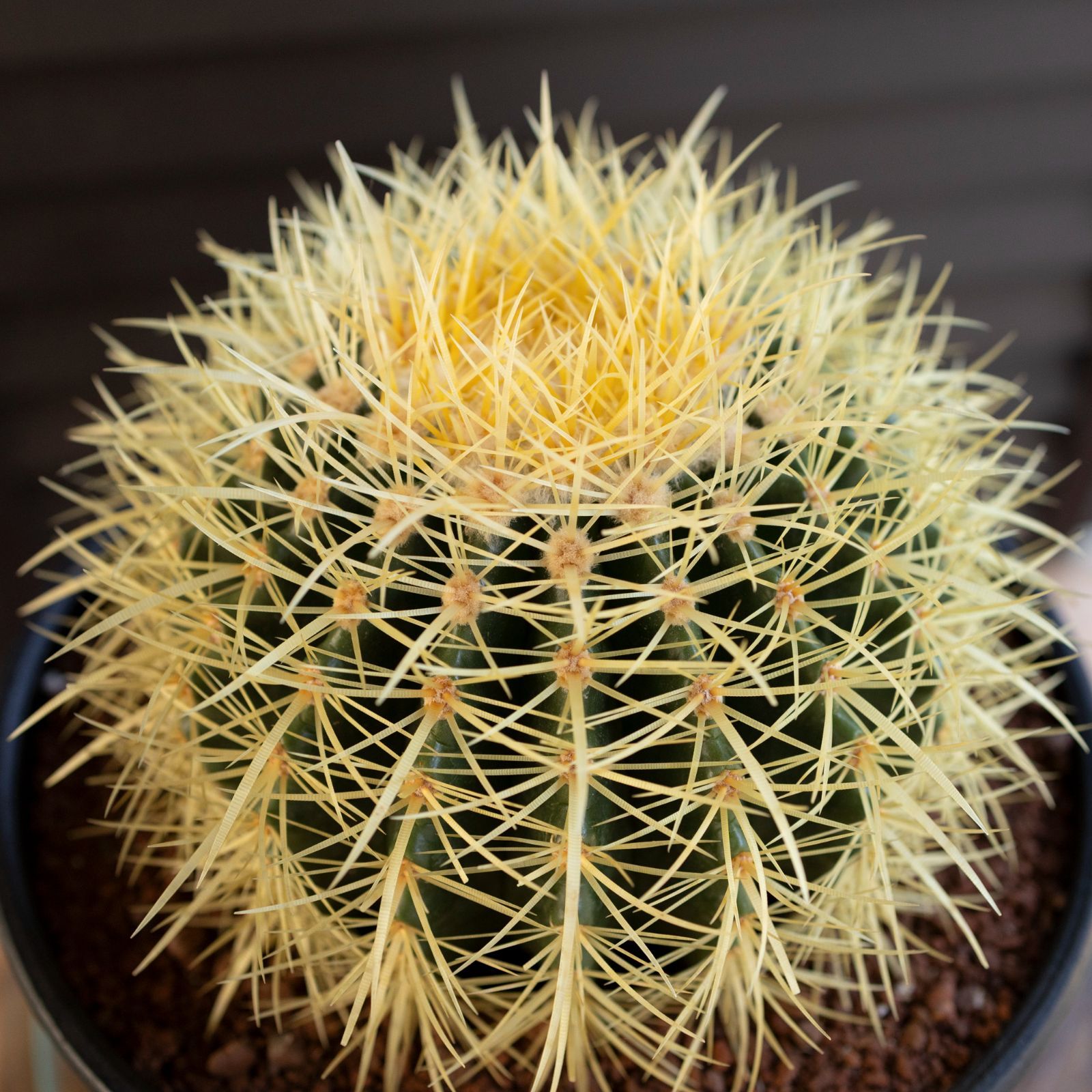 発根済】24cm 金鯱 サボテン 8号 ドライガーデン 金シャチ