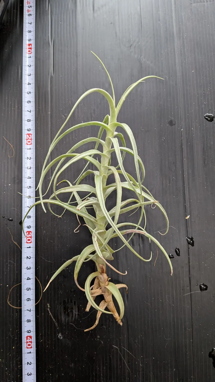 2026年最新】ストラミネアの人気アイテム - メルカリ