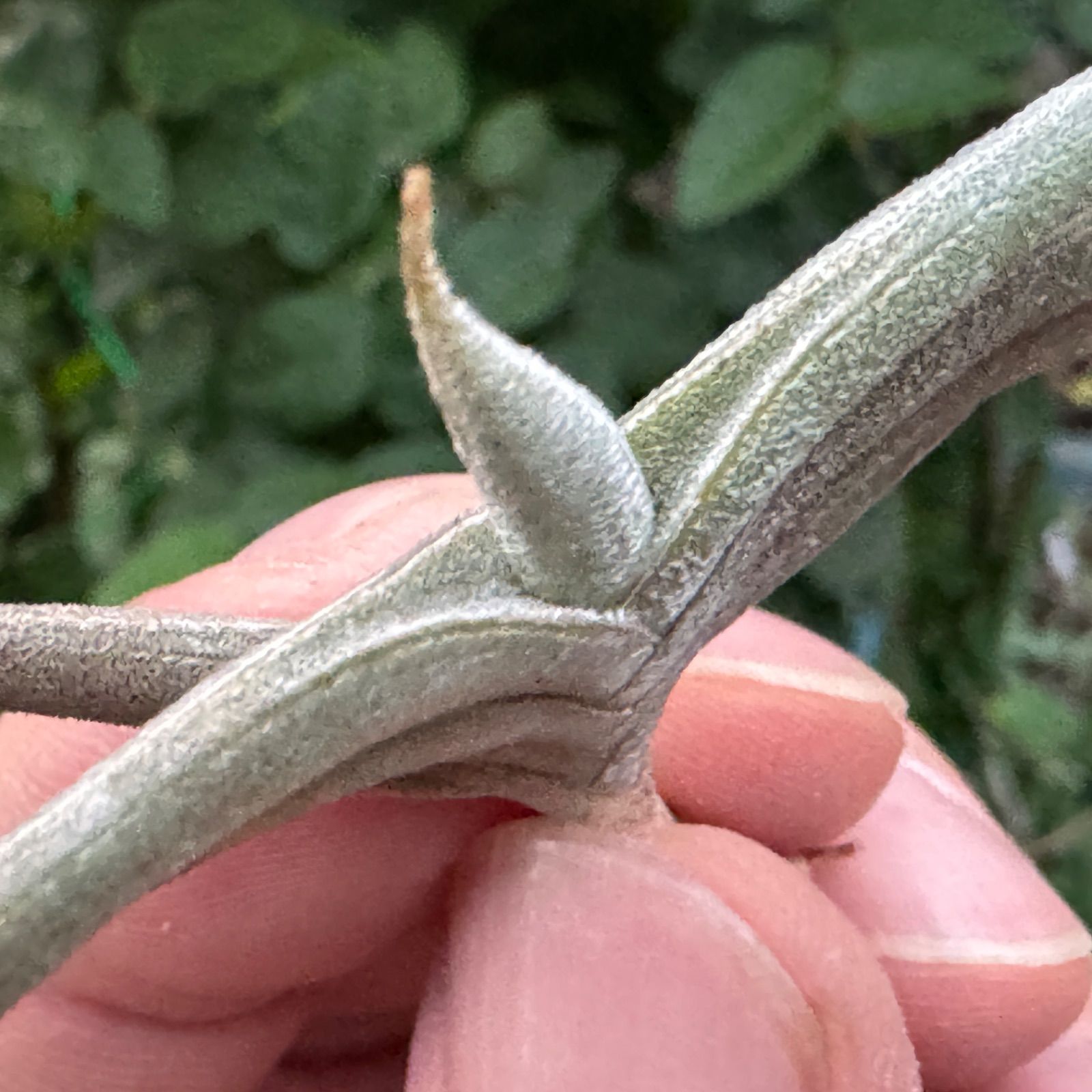 HR＊チランジア ギリエシー マイオール Tillandsia gilliesii fa