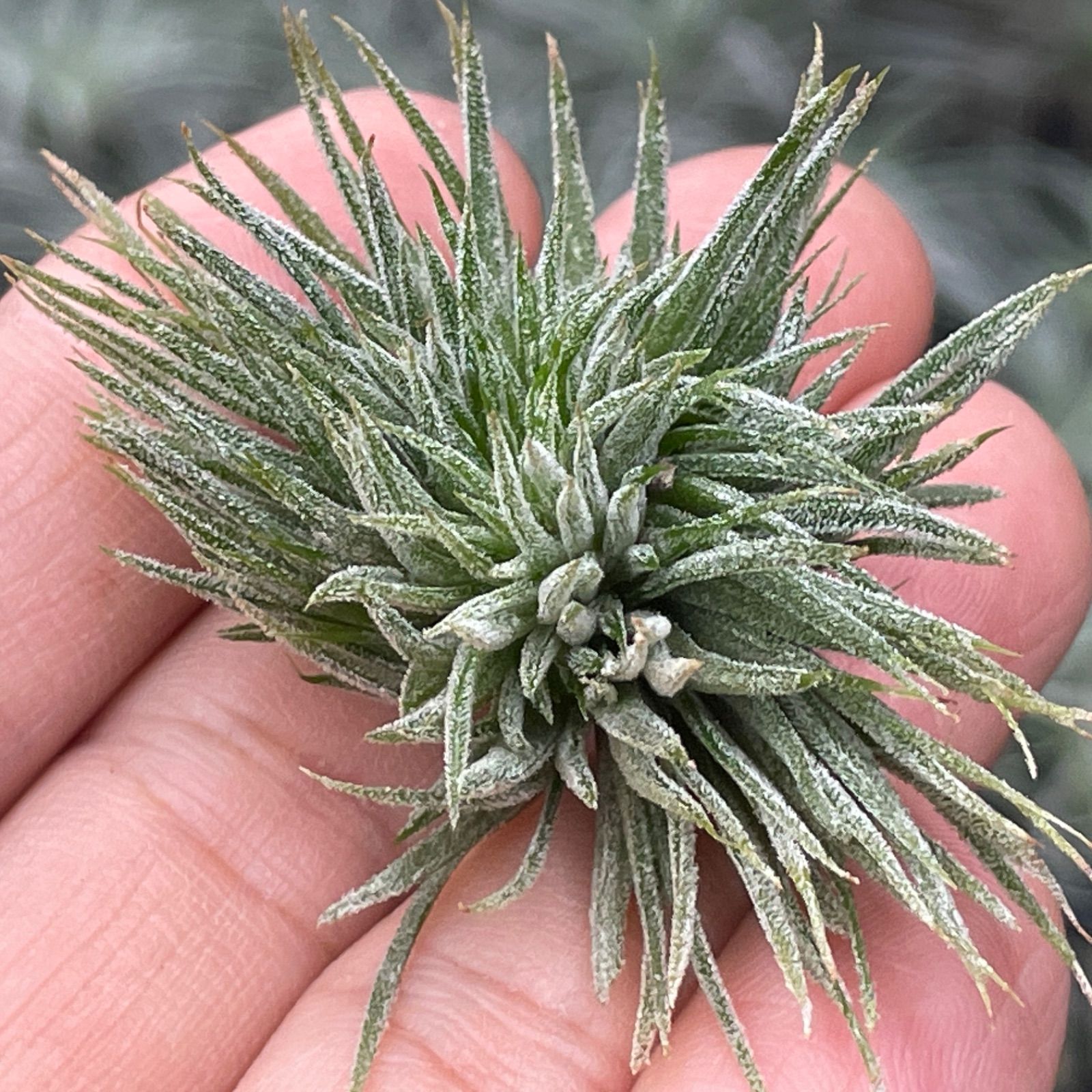 チランジア イオナンタ モンストローズ Tillandsia ionantha Monstrose