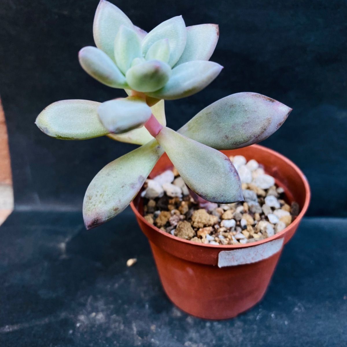 色々な ＊多肉植物 オパリナ 韓国苗 洗い直し カット苗 その他多肉植物