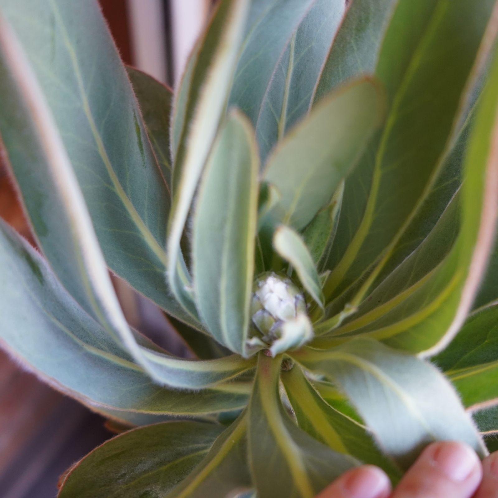 PROTEA SUSARA プロテア 苗