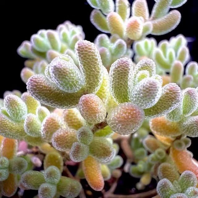 コレクション 多肉植物 ドロサンテマム キラキラ 12品種 カット