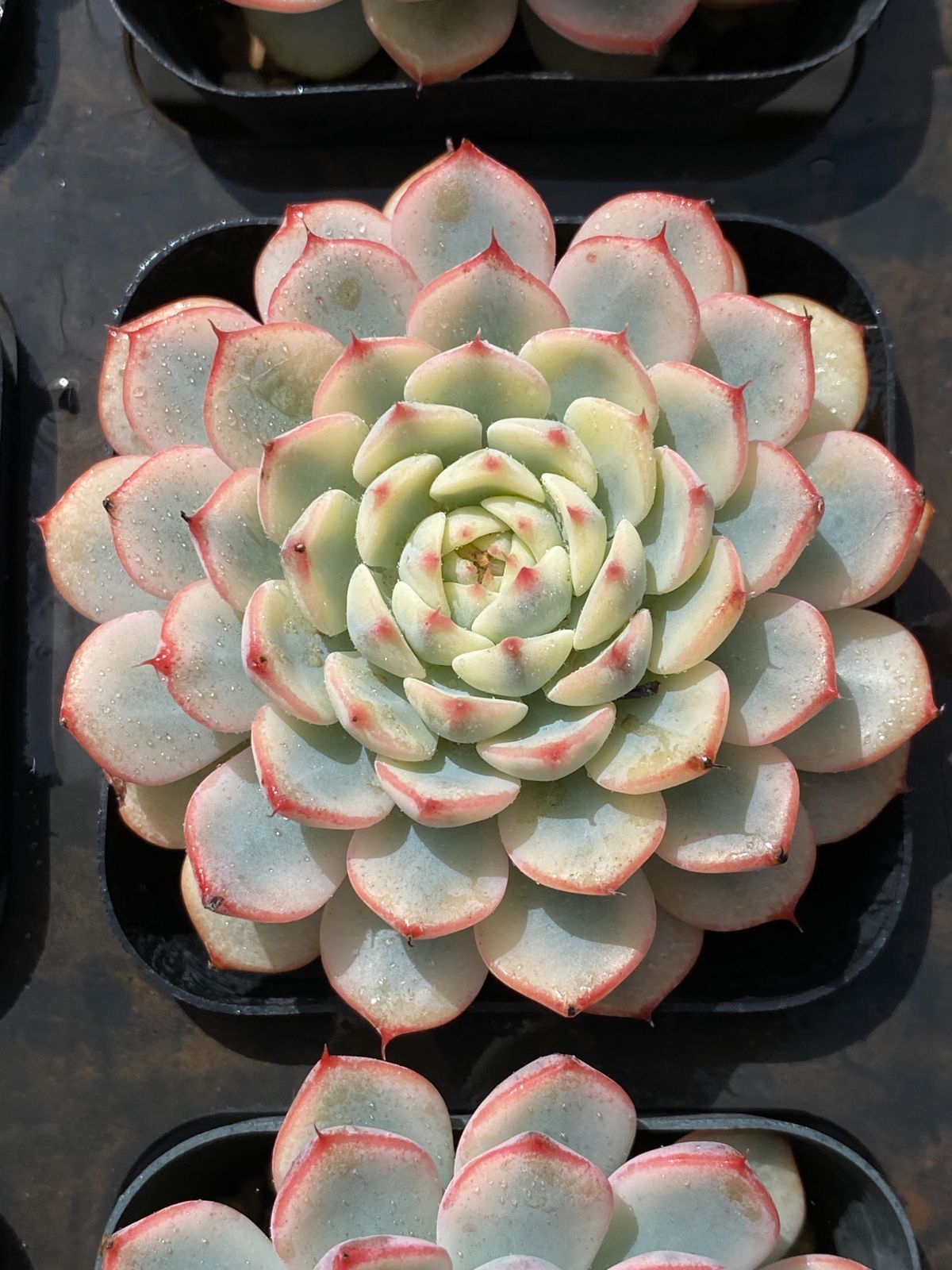 50株の抜き苗セット ブルーミニマ単頭 多肉植物 佐川急便発送 エケベリア 韓国苗 ZM1763