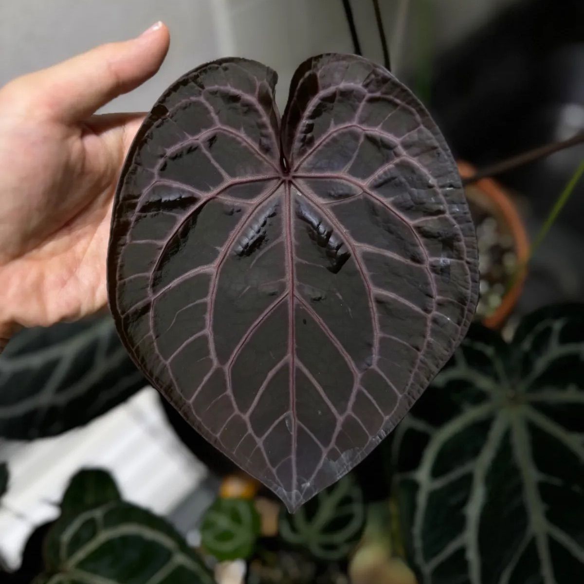 Anthuroom】Anthurium 'Dorayaki'(original) x 'Red crystallinum'(NSE) アンスリウムハイブリッド  - メルカリ