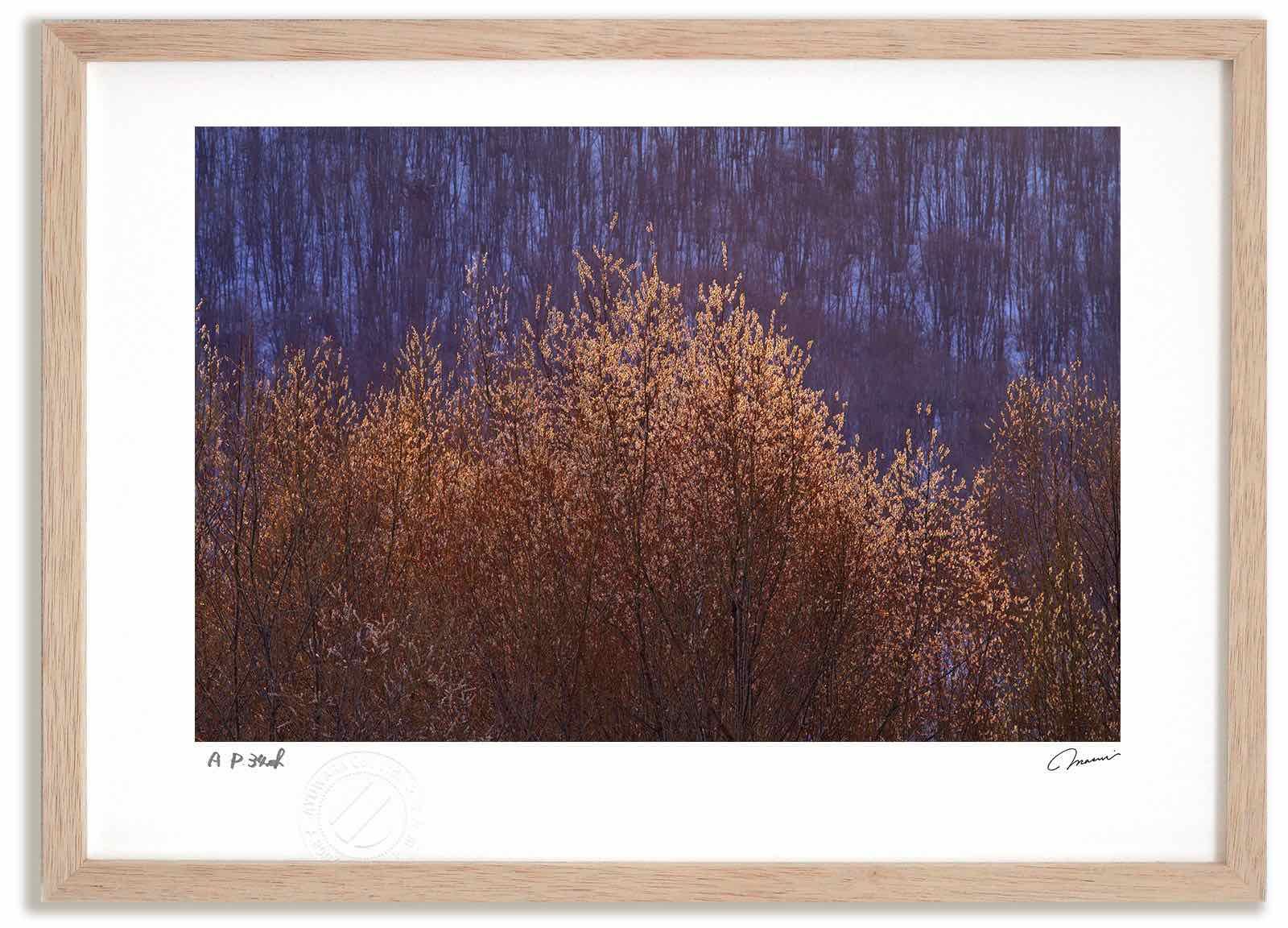 数量限定，定番人気 アートフォト 絵画 夕日に光るねこやなぎ1 高橋真澄/インテリア 額入り 額装込 風景画 油絵 ポスター アート アートパネル リビング 玄関 プレゼント モダン アートフレーム 飾る Mサイズ お 写真