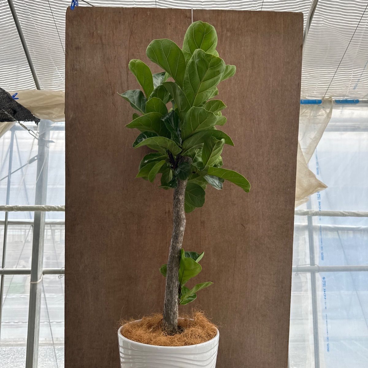 カシワバゴム 現品 陶器鉢 Ficus lyrata フィカス フィクス リラータ 