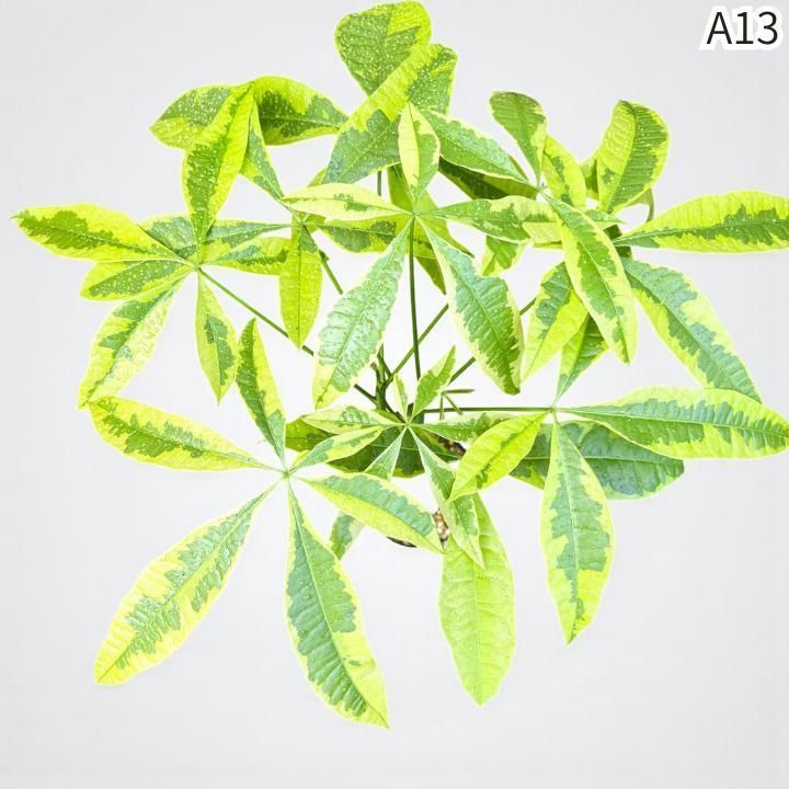 パキラムーンライトA１3・接ぎ木・枝分岐パラソル仕立て/無機質用土 パキラムーンライトA13・接ぎ木・枝分岐パラソル仕立て/無機質