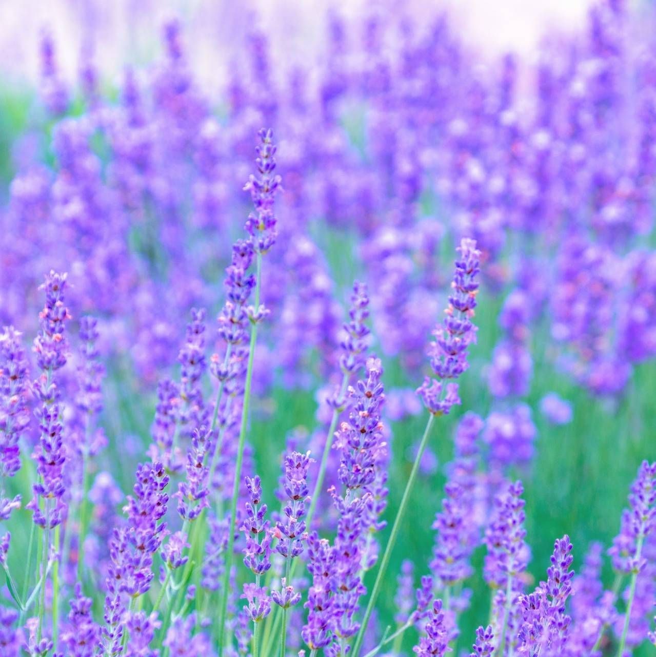 イングリッシュラベンダー 花の種子約100粒！宿根草ドライフラワー - 花