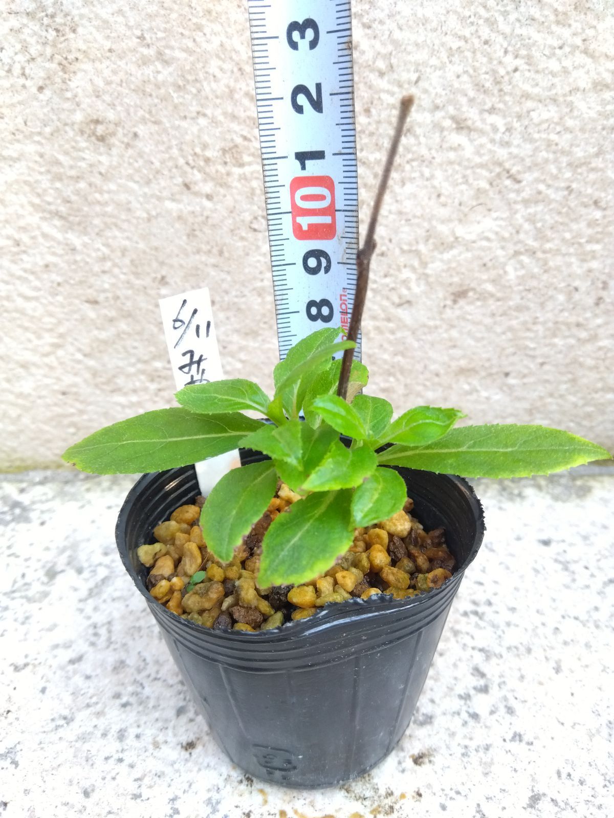 ポットで発送】「深山八重紫」ヤマアジサイ 2025年 挿し木苗 紫陽花 1