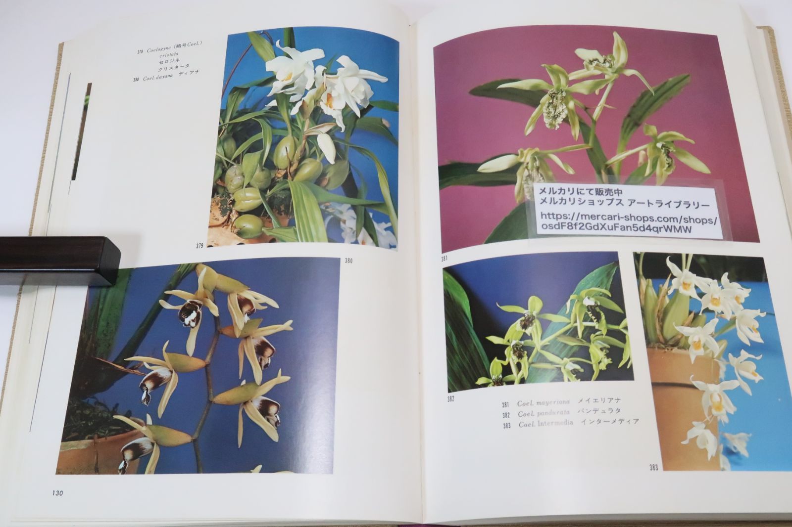 定本・洋蘭大観/120属・うち原種296種・交配種288種の合計584種を収録した・主要6大属をさきにしその他の属をあとに掲げた - メルカリ