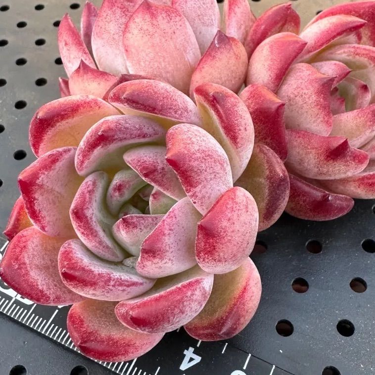 2025 New✨多肉植物　ソングフォーユー　韓国苗 ソングフォーユー song for you エケベリア 多肉植物 韓国苗 2025新