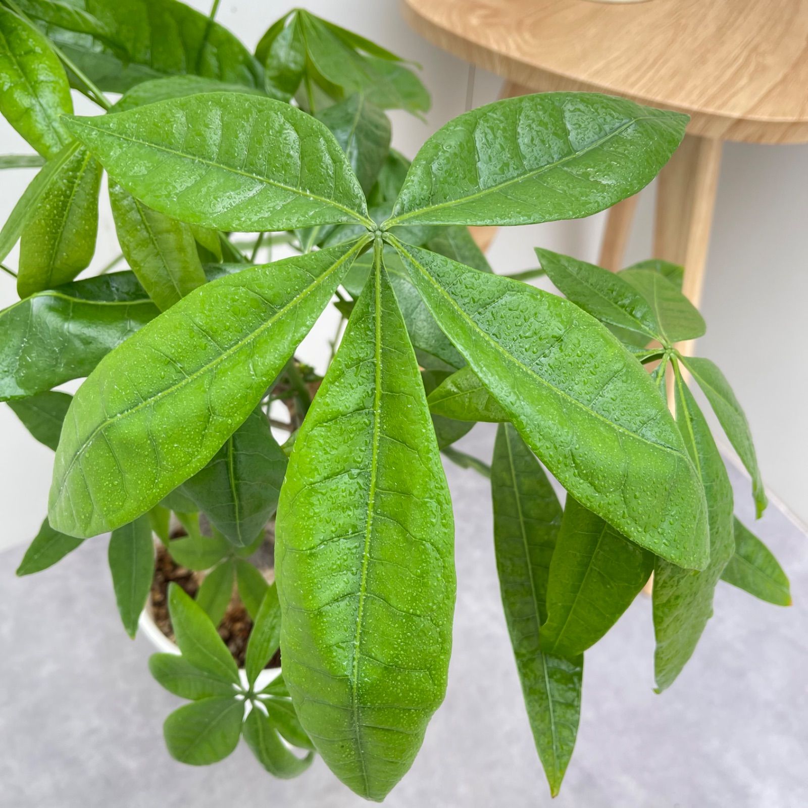 現品 観葉植物