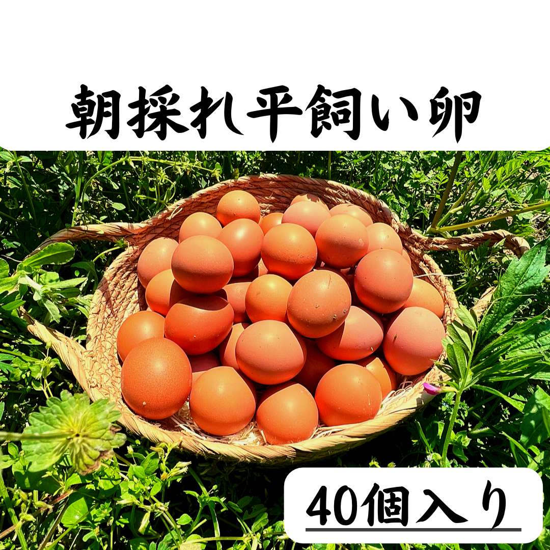 平飼い麦卵 ML50個(紙トレー入り) | www.anubanssk.ac.th