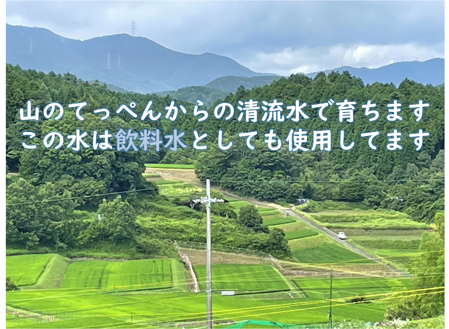 【令和４年産/無農薬栽培】大阪のてっぺんキヌヒカリ　玄米24kg　大阪府能勢産