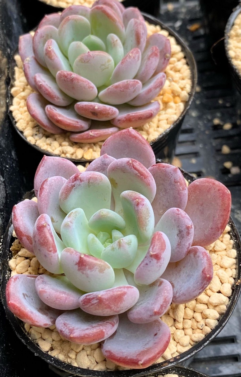 SALE】ピンクジェニー 韓国苗 多肉植物 - メルカリ