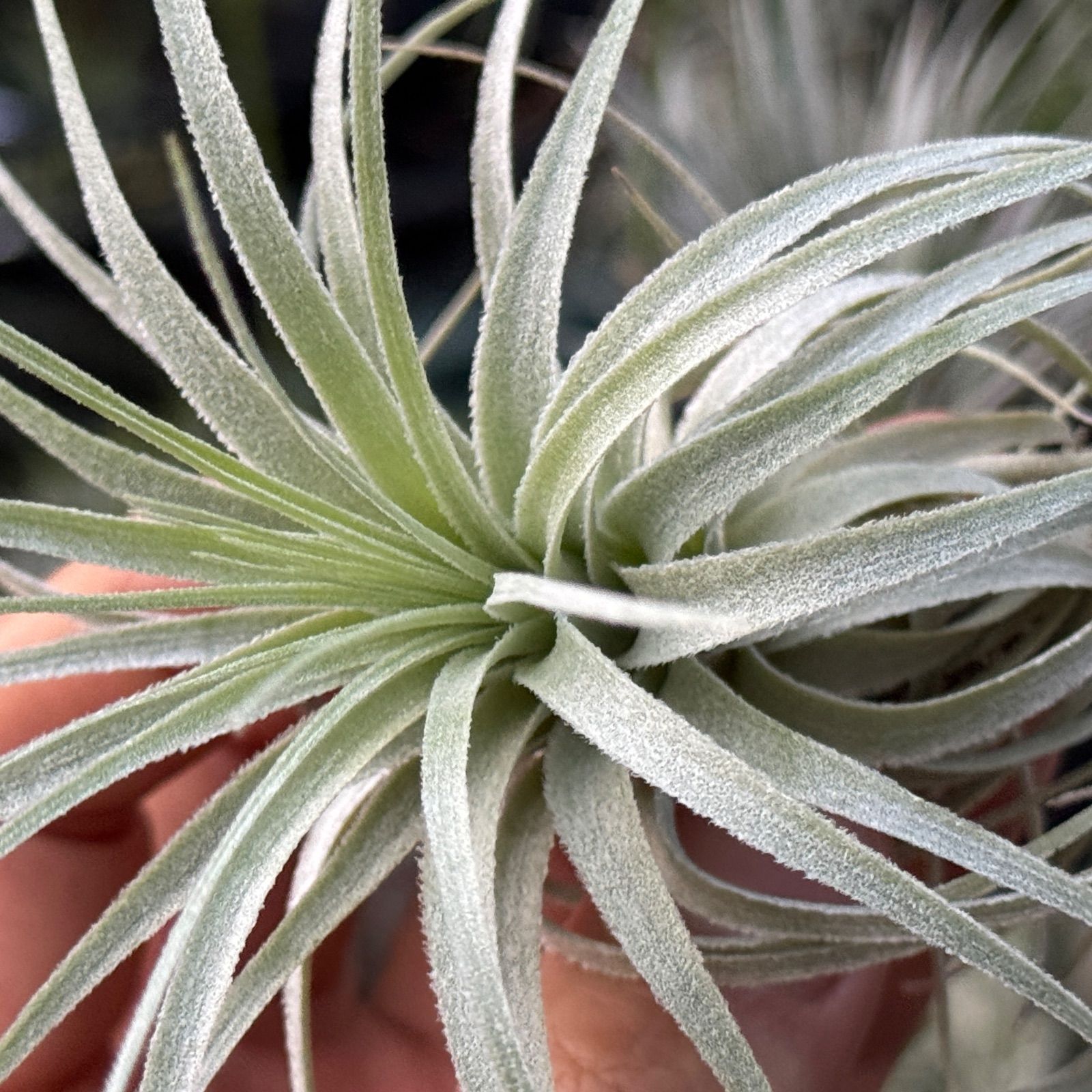 チランジア チャペウエンシス Tillandsia chapeuensis エアプランツ フラワーショップ江口 WWW_GEBZETESISAT_COM_TR