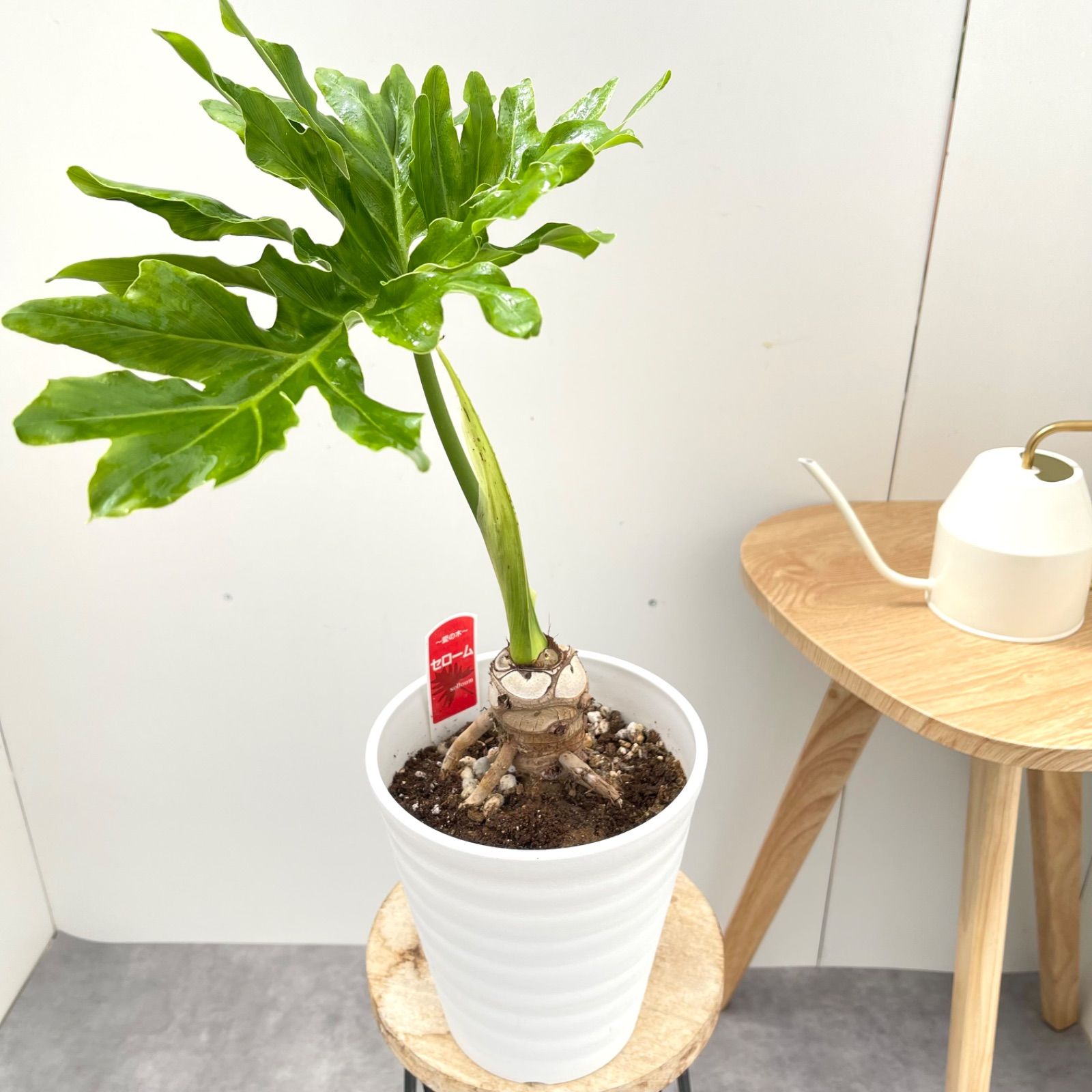 大株‼️幹上り フィロデンドロン セローム 根上がり 美しい樹形‼️6号鉢発送 大株‼️幹上り フィロデンドロン セローム 根上がり 美しい樹形