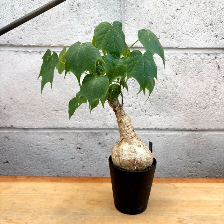 フィルミアナ・コロラータ 3.5号 塊根植物 コーデックス 塊根植物】②