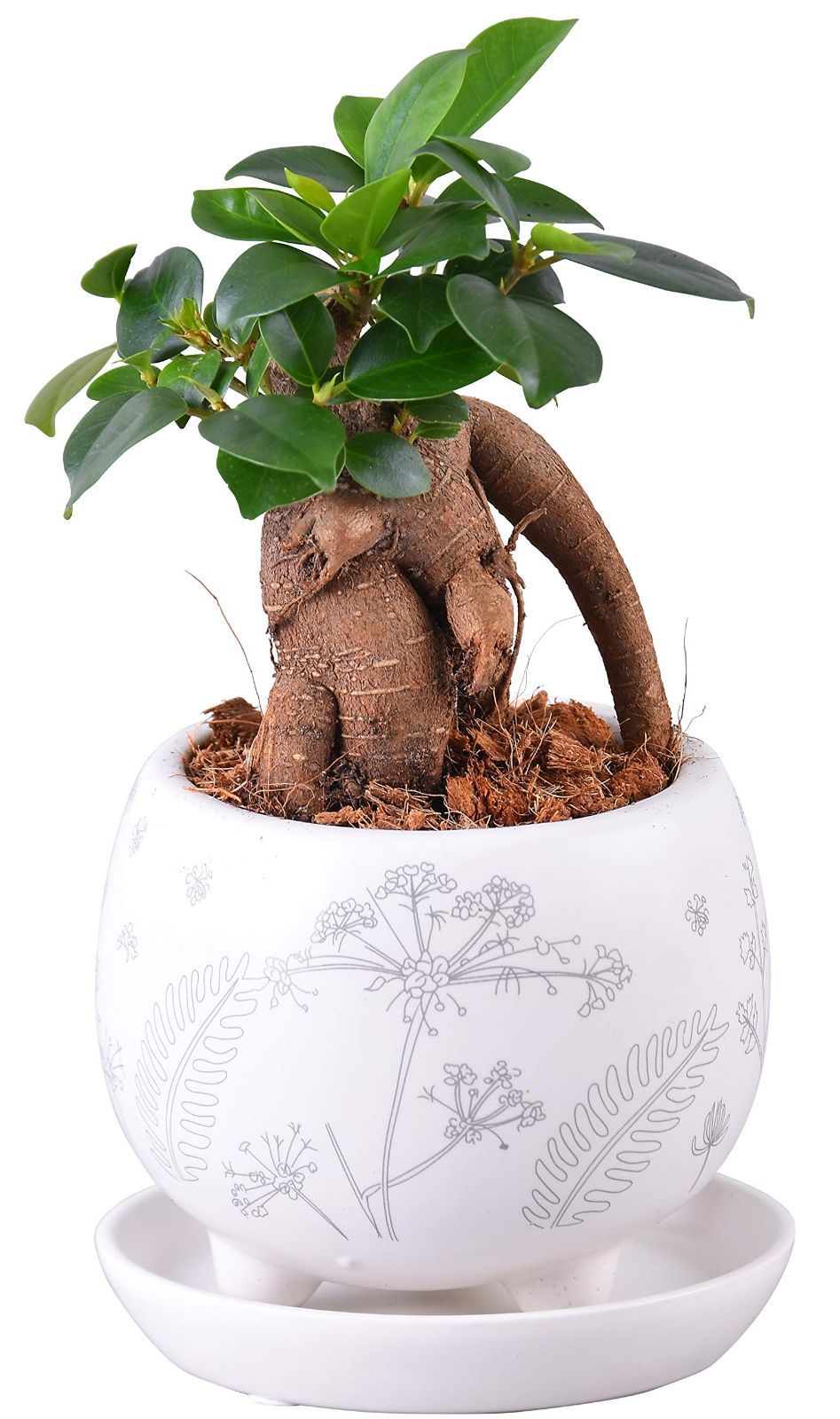 【数量限定】本物 鉢植え ミニ 観葉植物 がじゅまる ガジュマルの木 ガジュマル ガジュマル鉢植え 花のギフト社