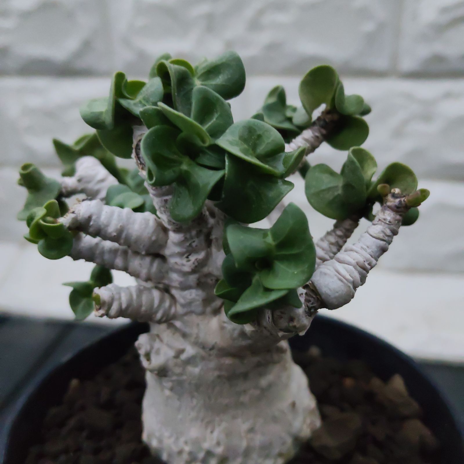 o13 アデニウム ドーセット 獅子葉 葉巻 塊根植物 アラビカム