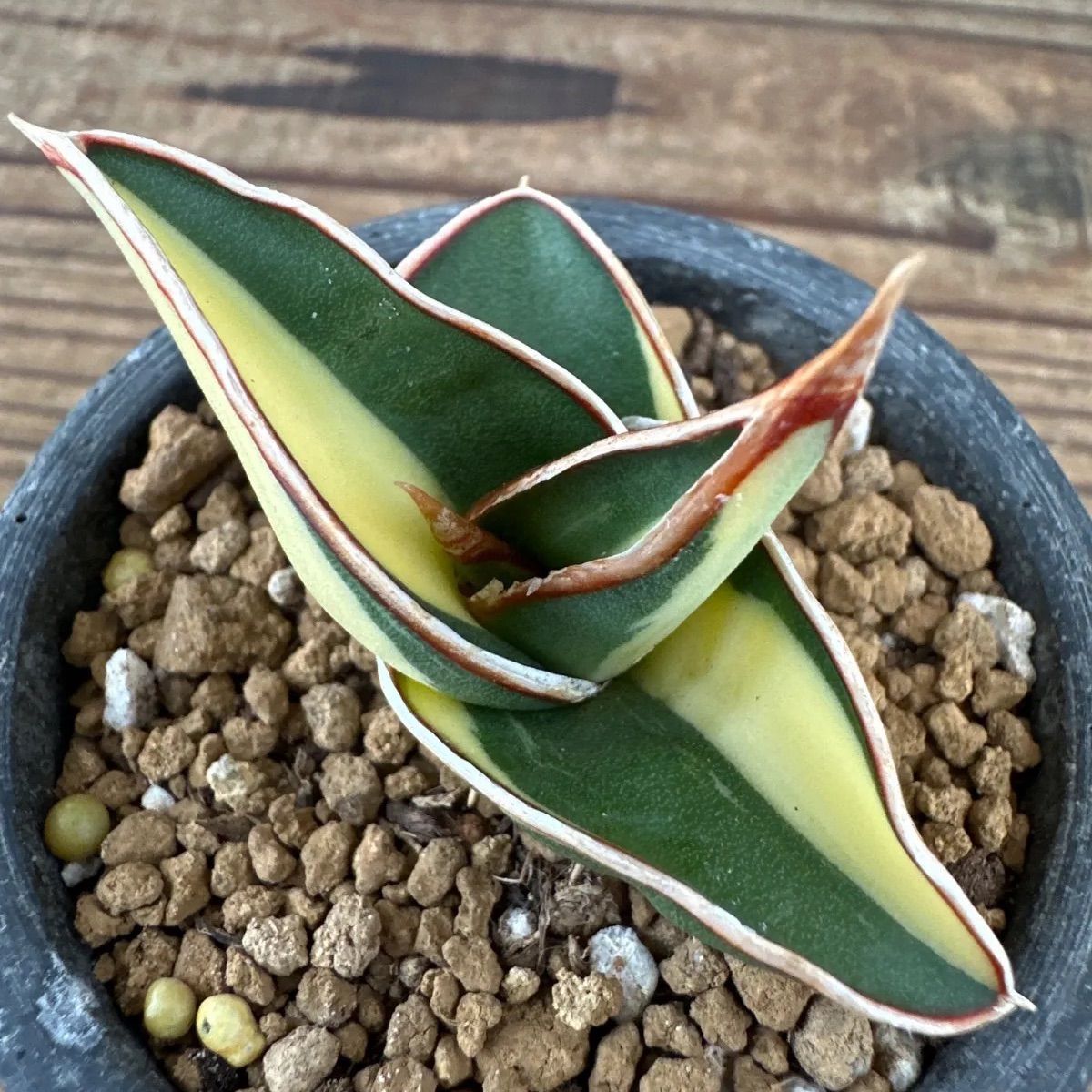 サンセベリア ロリダ 斑入り Sansevieria rorida variegated キング オブ サンスベリア 現品 観葉植物 観葉 植物  珍奇植物 珍奇 珍しい レア 希少 多肉植物 多肉 空気清浄 インテリア プレゼント おしゃれ ミニ グリーン - メルカリ