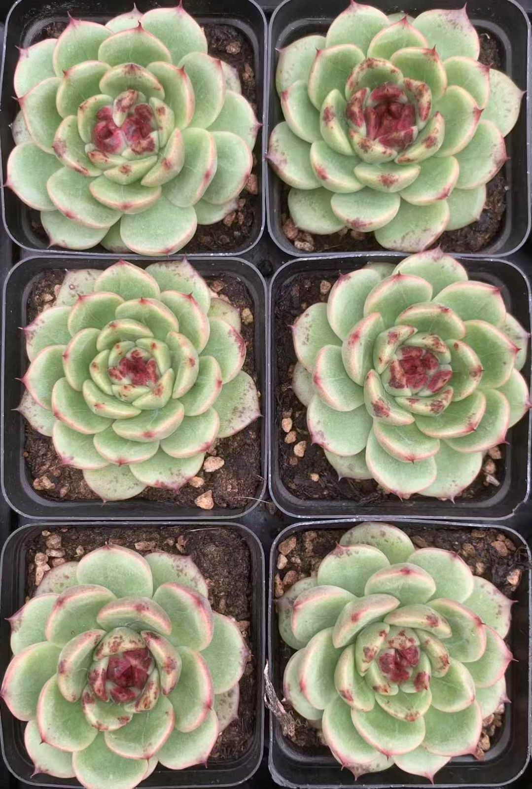 抜き苗 多肉植物