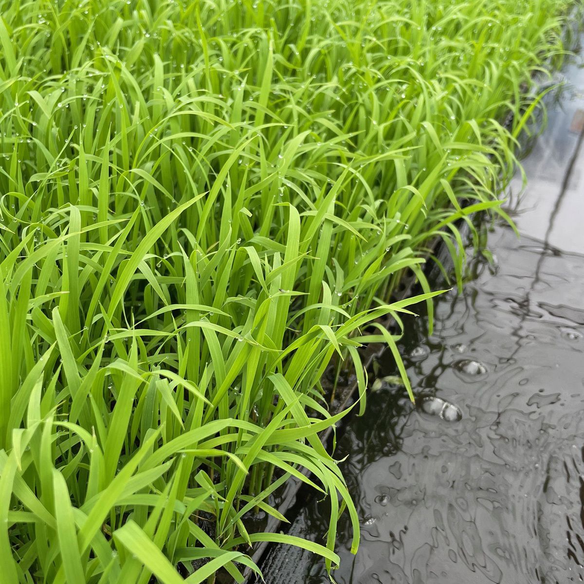 しめ縄 6尺 中太〆神 御幣付き