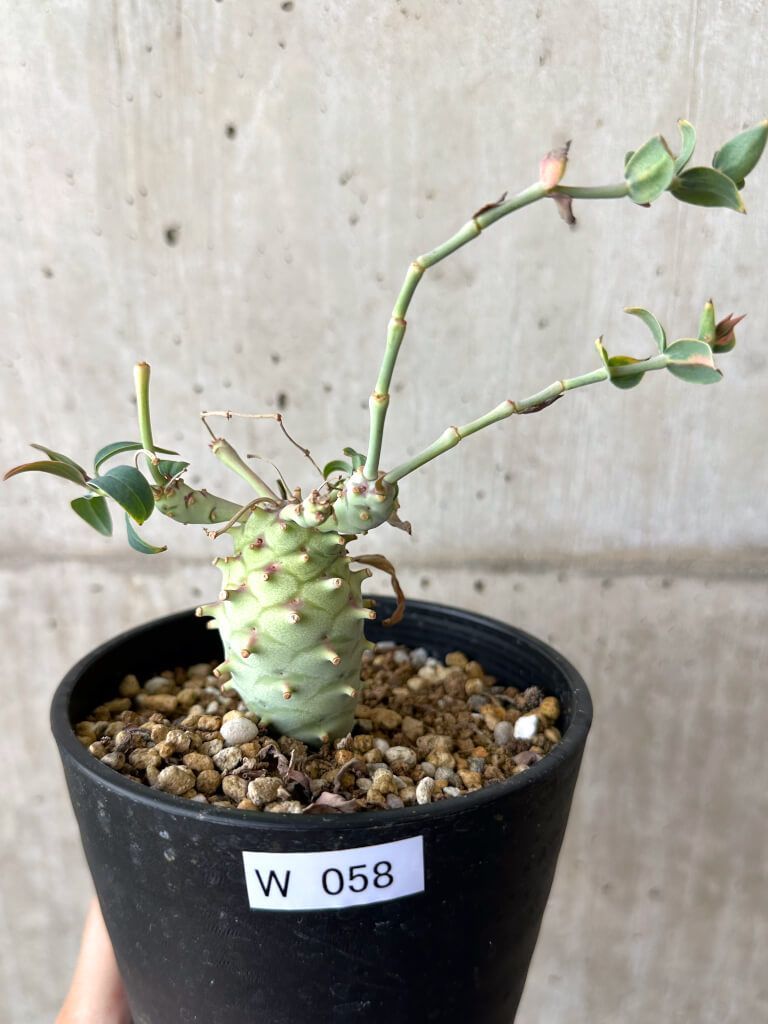 現品限り ユーフォルビア ロンギツベルクローサ コレクション W58 Euphorbia longituberculosa 植物 塊根植物 夏型 コーデックス