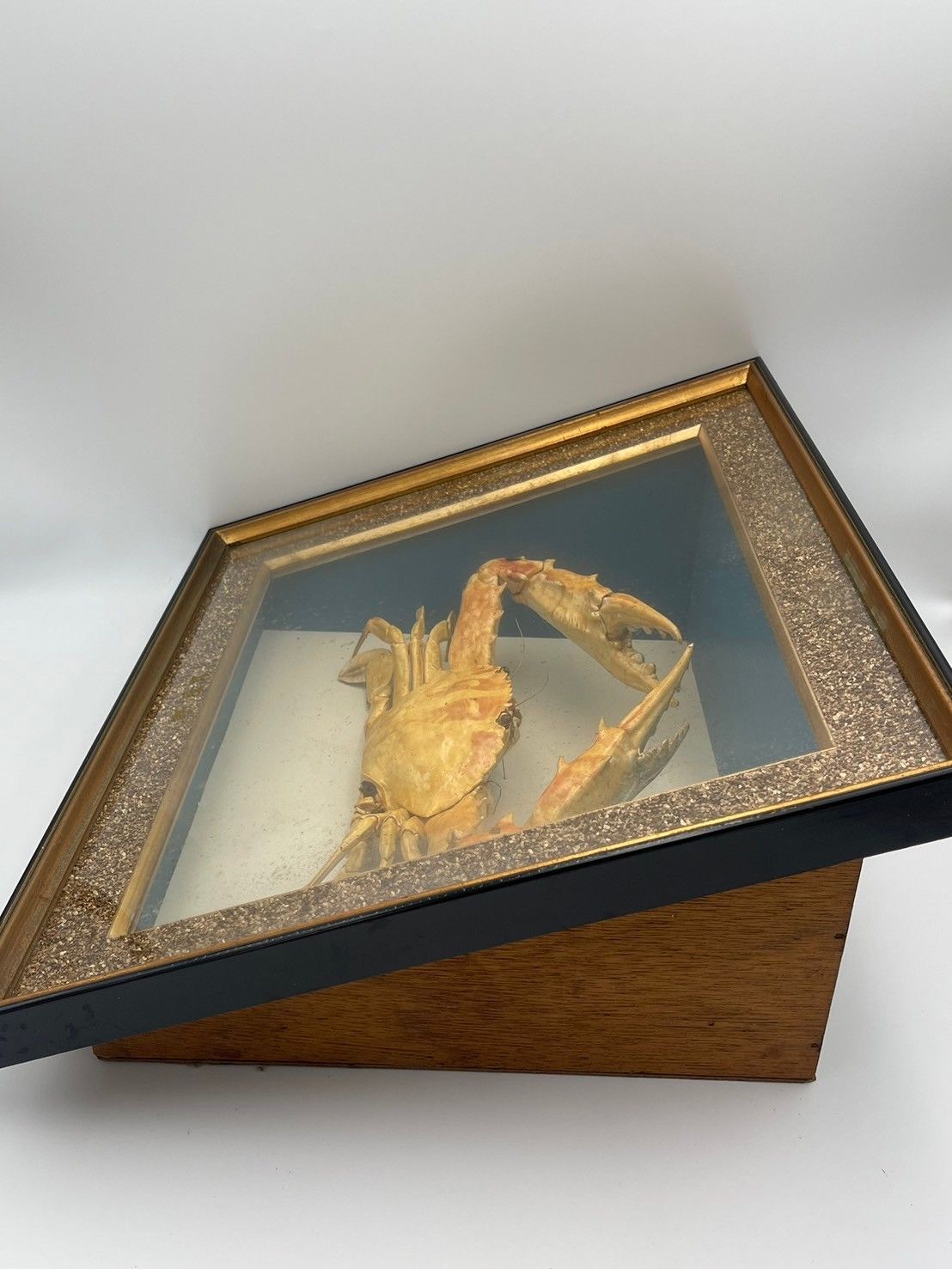 カニの剥製 ！￥12,000から値下げしてます！