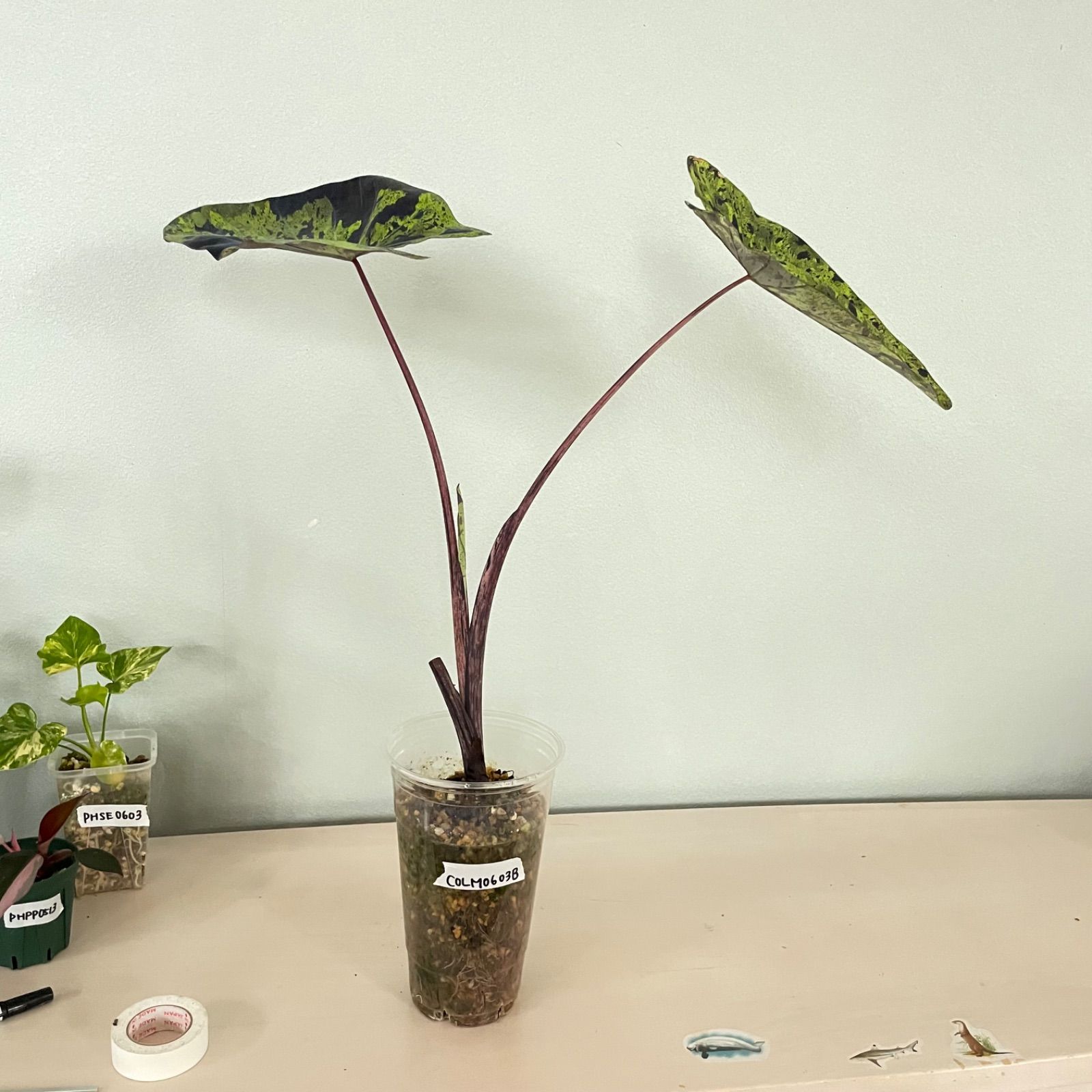 希少】コロカシア モヒート 美株 colocasia mojito - メルカリ