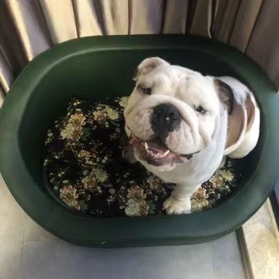 犬用