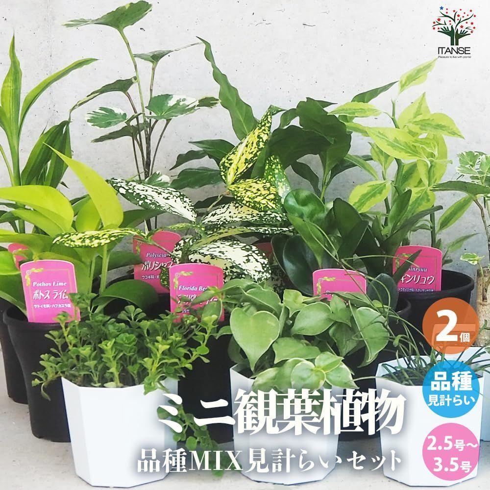数量限定】2個セット【品種で選べる観葉植物】卓上サイズの、ミニ