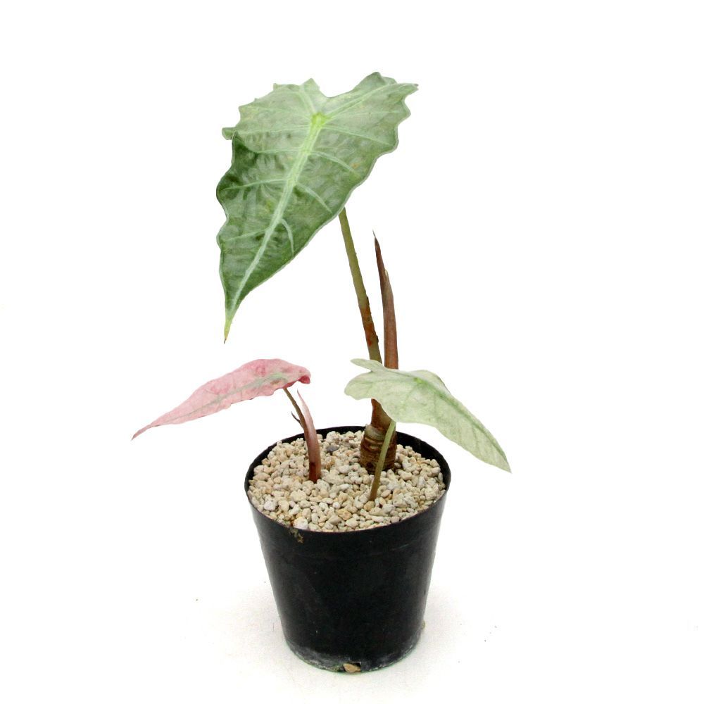 極斑】アロカシア アマゾニカ ミント 斑入り