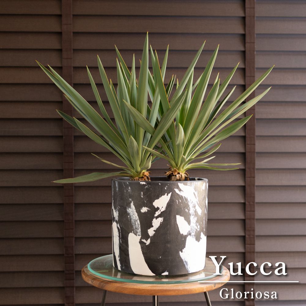 【#25017】ユッカグロリオサ アツバキミガヨラン 新着情報・ブログ | 新着情報・ブログ | 香川県 高松市｜エクステリア