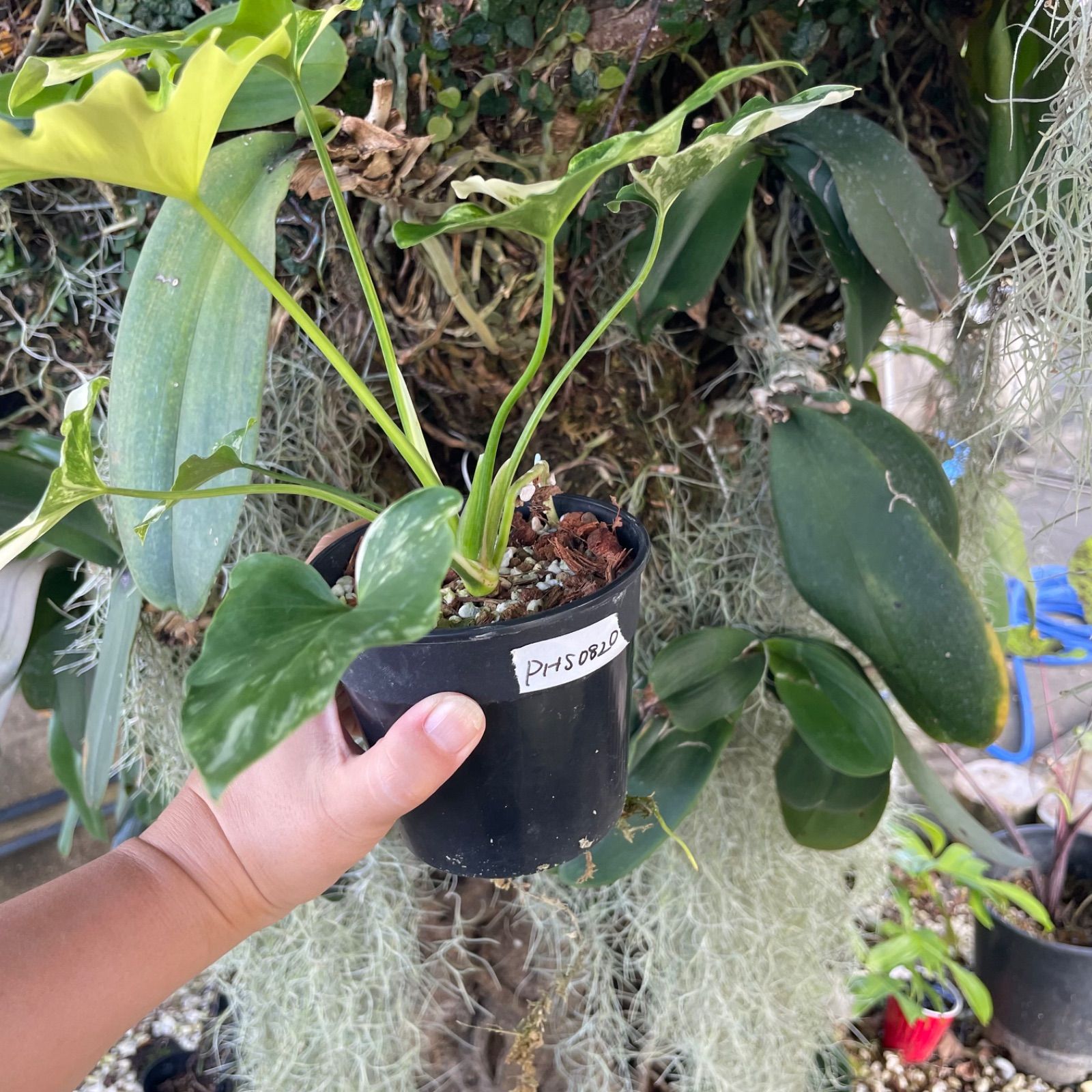 極斑】フィロデンドロン セローム 斑入り Philodendron Selloum