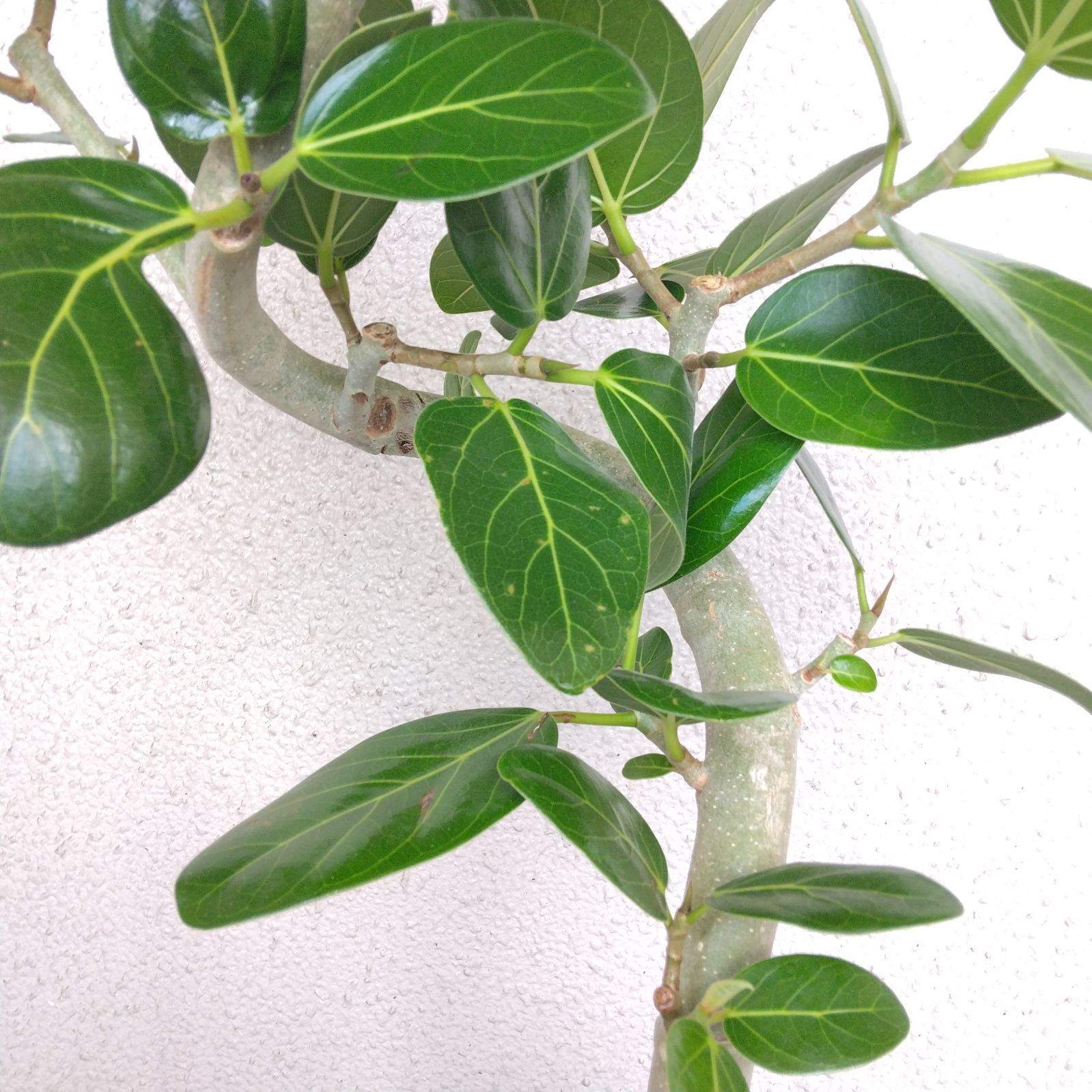 現品】フィカス・ベンガレンシス曲がり ゴムの木 樹形綺麗