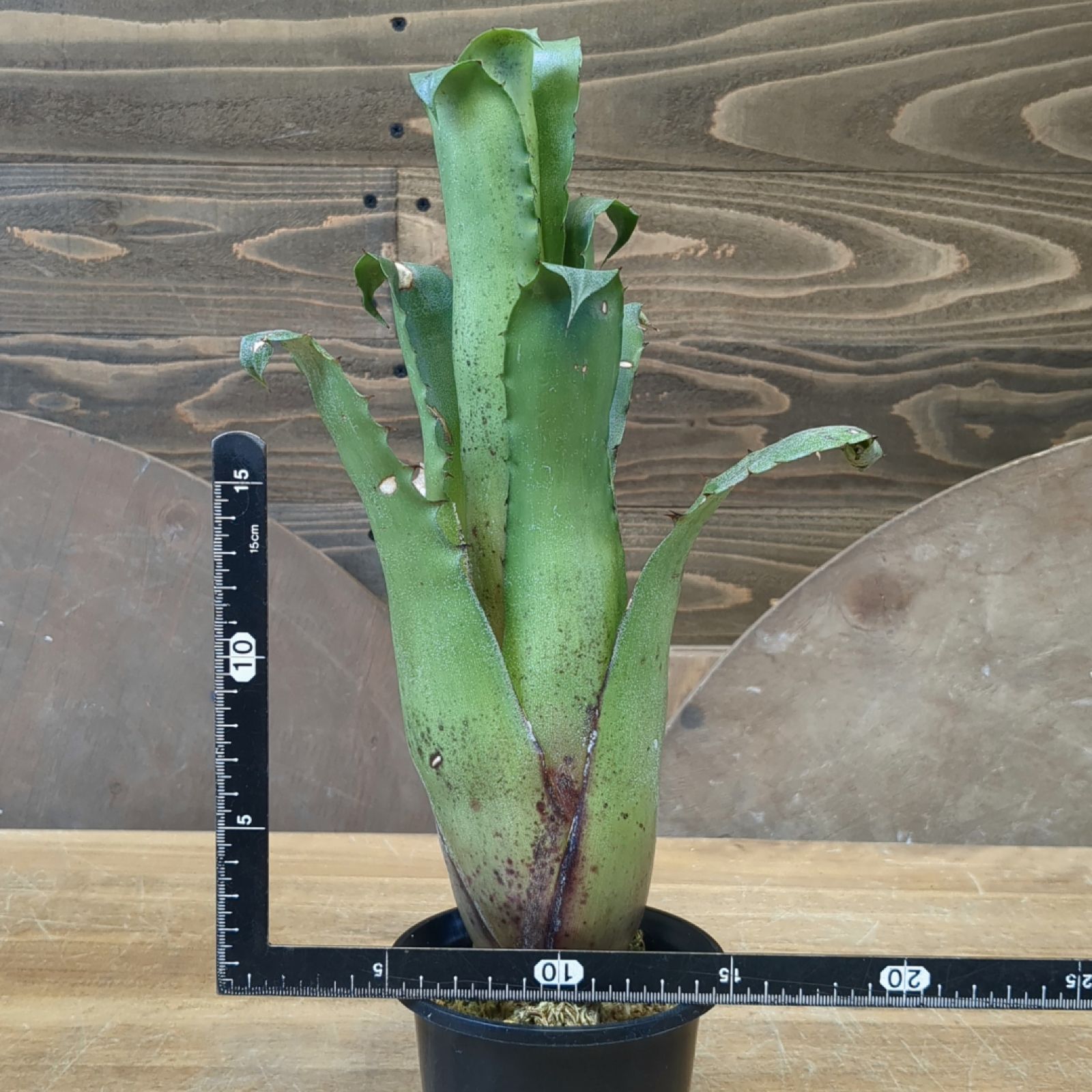 Hohenbergia　magnispina　ホヘンベルギア　マグニスピナ Hohenbergia magnispina ホヘンベルギア マグニスピナ - メルカリ