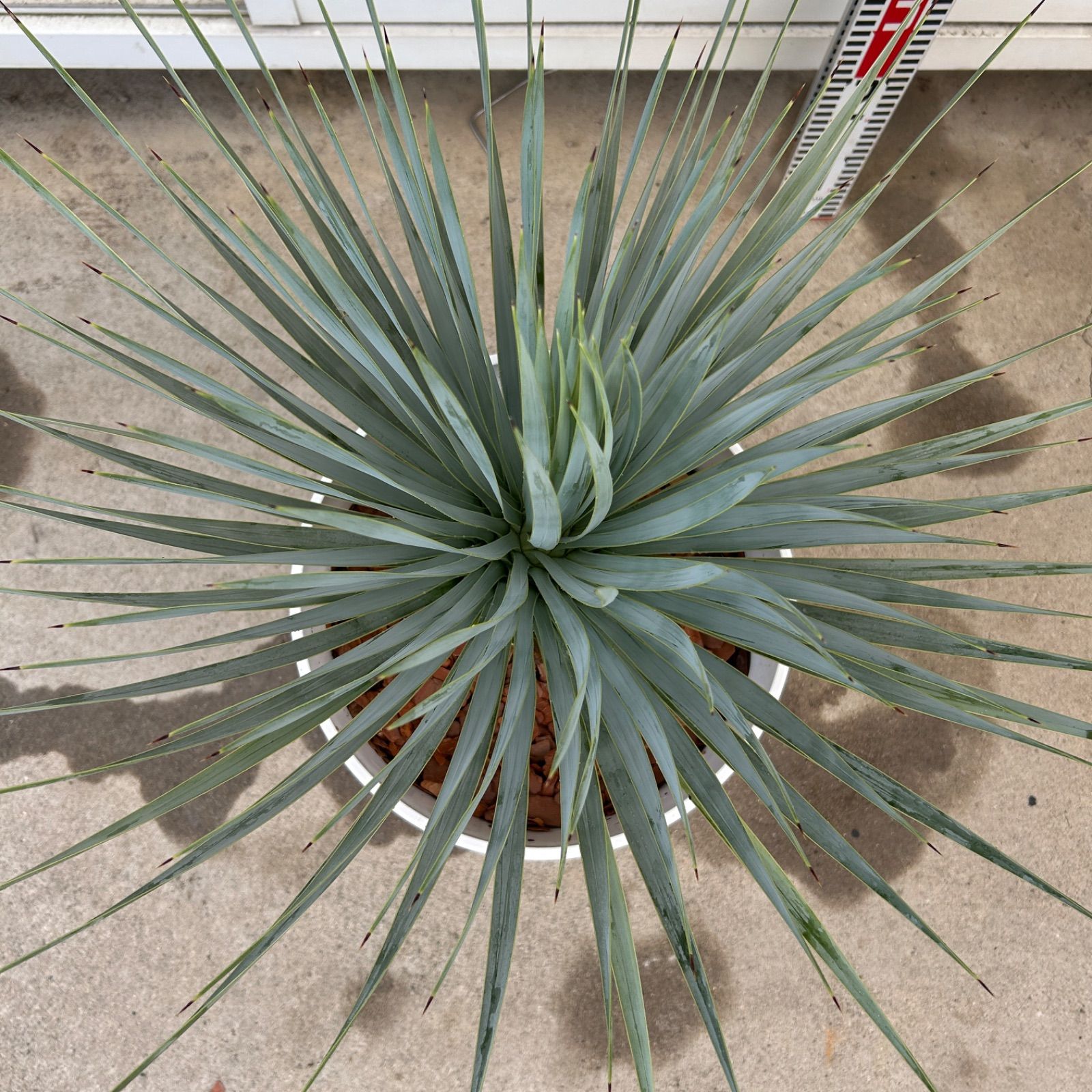 リギダ ユッカ 9号 観葉植物 ドライガーデン 青み抜群 リギダ ユッカ