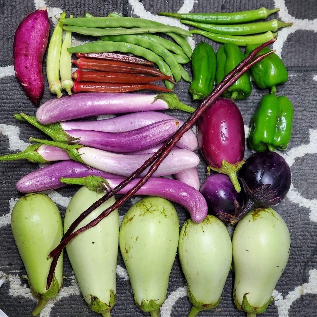 ブロットピーマンの種(自然栽培) - メルカリ