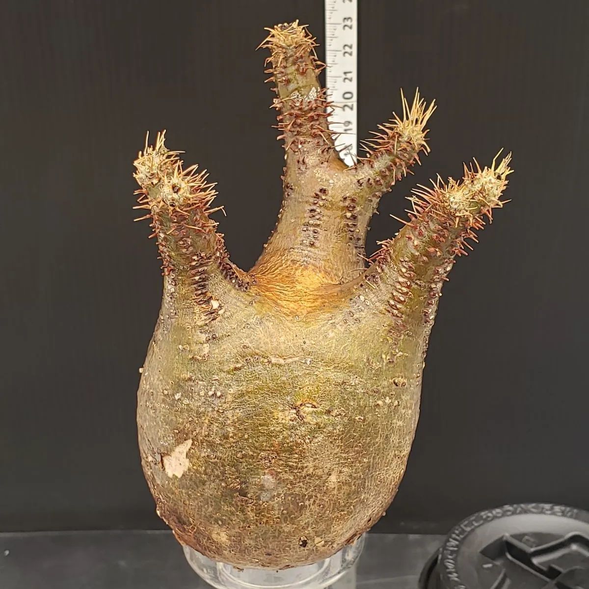 F035【最新到着】Pachypodium グラキリス（S）（現地球・抜き苗）【塊根植物】 - メルカリ