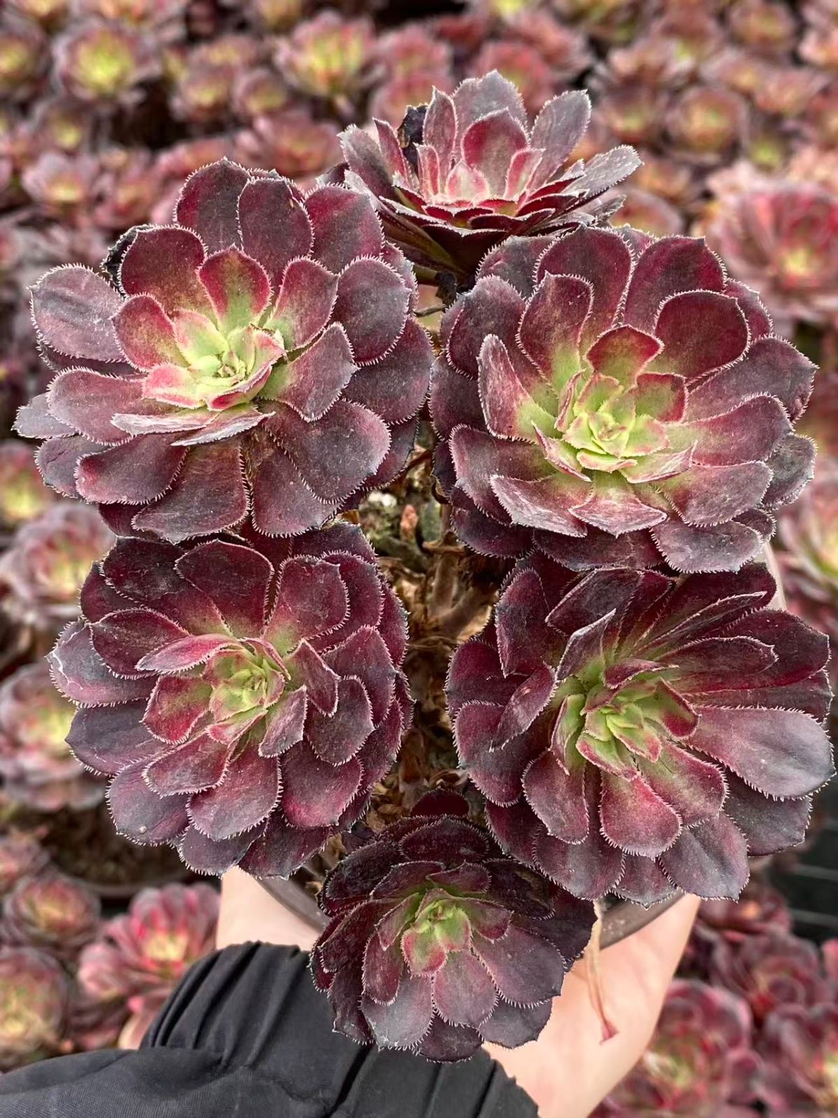 ZM1737×16 コウガン 抜き苗 多肉植物 アエオニウム エケベリア 韓国苗